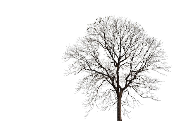 Silhueta de uma velha árvore morta com traçado de recorte isolado no branco