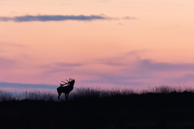 Silhueta de veado vermelho rugindo na colina no pôr do sol roxo