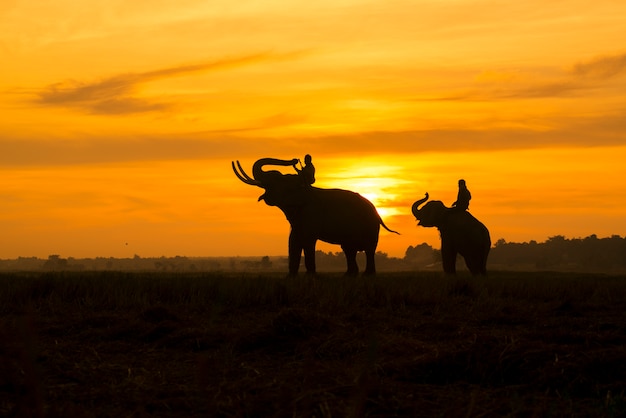 Foto silhueta do pôr do sol de elefante