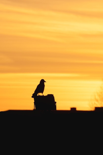 Silhueta escura de um corvo sentado no telhado em uma chaminé contra o fundo de um pôr do sol laranja brilhante Fundo natural dramático com um corvo Visão vertical