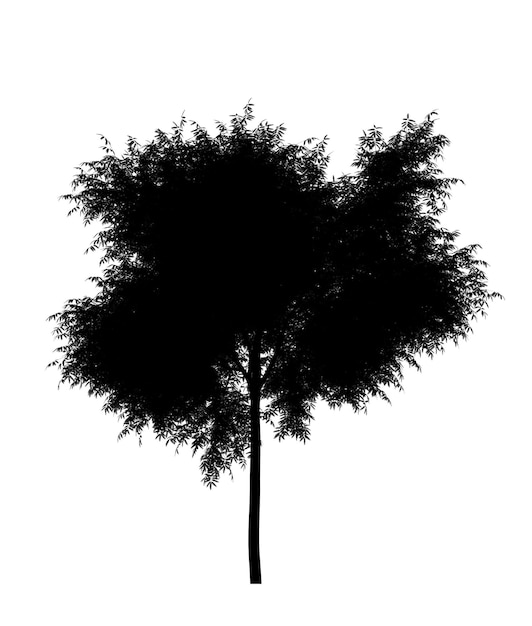 Silhueta negra do ícone da árvore de folha caduca isolada no fundo branco