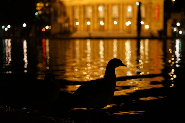 Foto silhueta de pájaro junto al lago en la ciudad por la noche