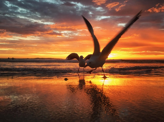 Foto silhueta de un pájaro en la playa contra el cielo durante la puesta de sol