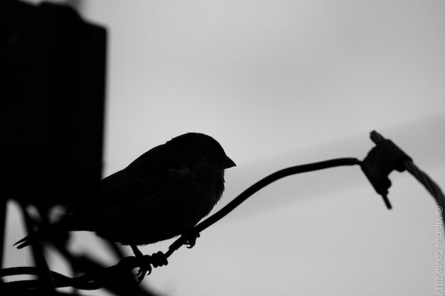 Foto silhueta de un pájaro posado en un árbol