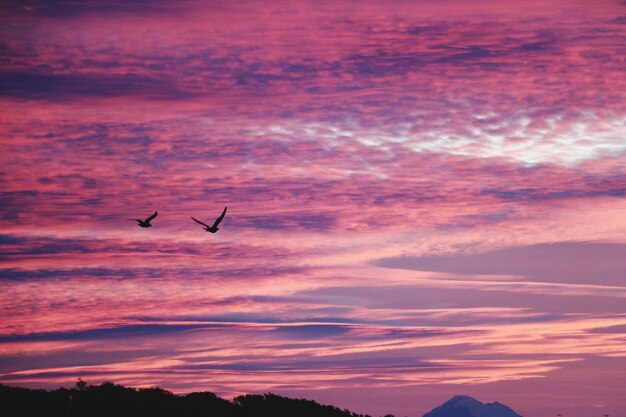Foto silhueta de un pájaro volando contra el cielo durante la puesta de sol