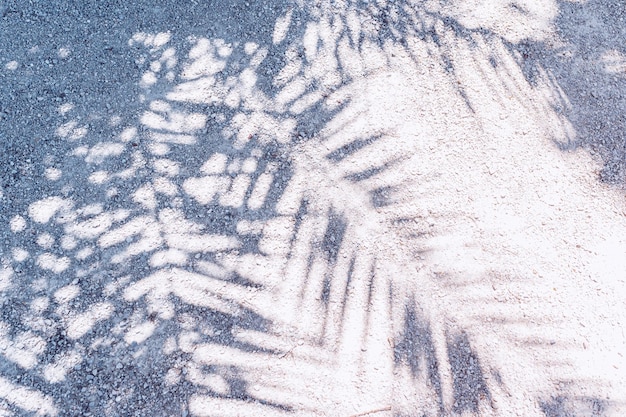 silhueta sombra ramos-folhas de palmeira contra o fundo da costa da praia, os raios do sol
