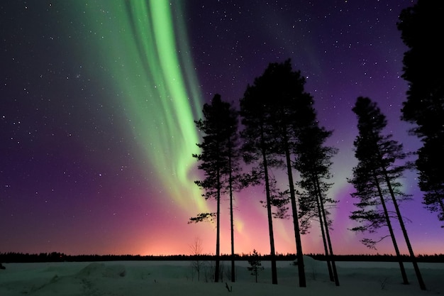 Foto silhuetas de árboles en la nieve contra el cielo por la noche