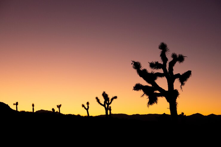 Foto silhuetas de árboles en el paisaje contra el cielo durante la puesta de sol