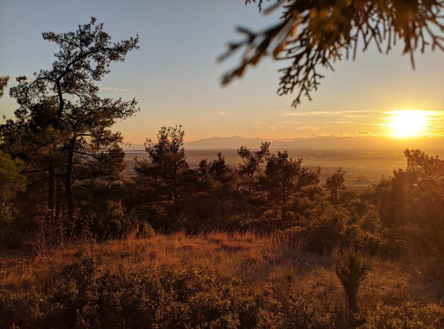 Foto silhuetas de árboles en el paisaje contra el cielo durante la puesta de sol