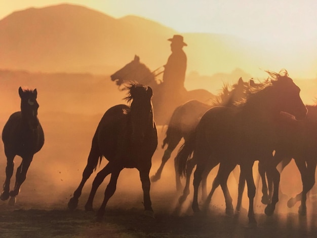 Silhuetas de caballos corriendo en el campo durante la puesta de sol