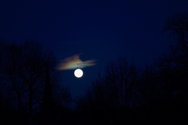 Silhuetas de árvores contra a lua no céu à noite