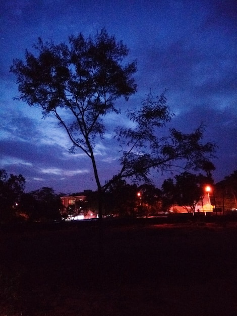 Foto silhuetas de árvores contra o céu à noite