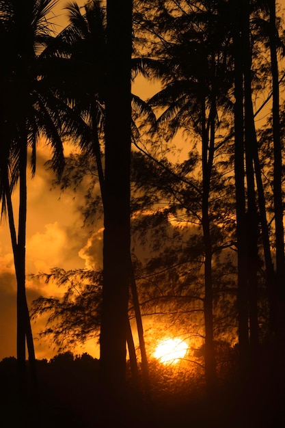 Foto silhuetas de árvores contra o céu ao pôr-do-sol