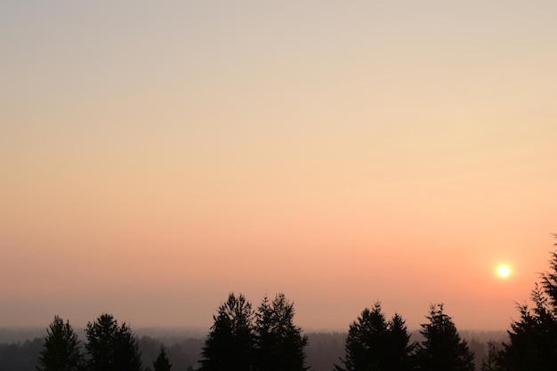 Foto silhuetas de árvores contra o céu claro durante o pôr-do-sol