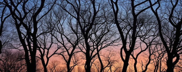 Foto silhuetas de árvores contra o céu do crepúsculo