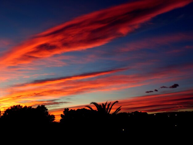 Foto silhuetas de árvores contra o céu durante o pôr-do-sol