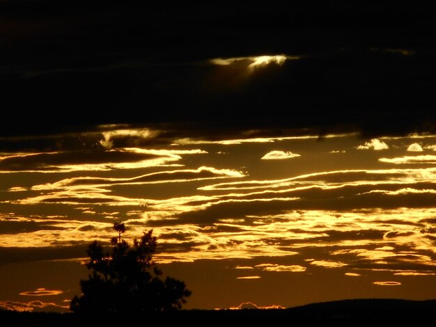 Foto silhuetas de árvores contra o céu durante o pôr-do-sol