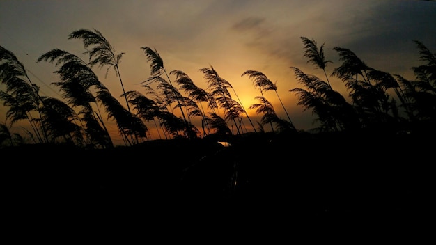 Foto silhuetas de árvores contra o céu durante o pôr-do-sol