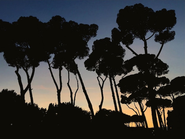 Silhuetas de árvores contra o céu durante o pôr-do-sol