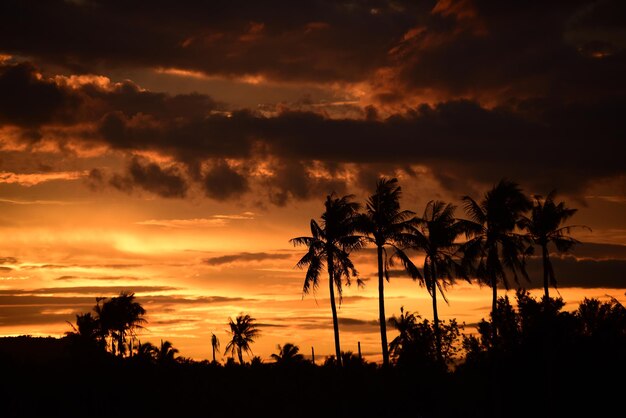 Silhuetas de árvores contra o céu durante o pôr-do-sol