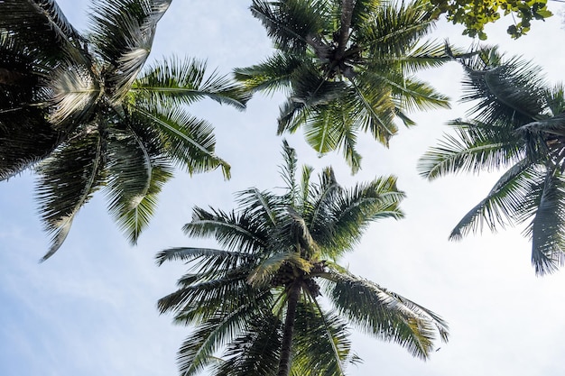 silhuetas de árvores de coco palmeiras contra o céu azul da Índia com o pôr do sol