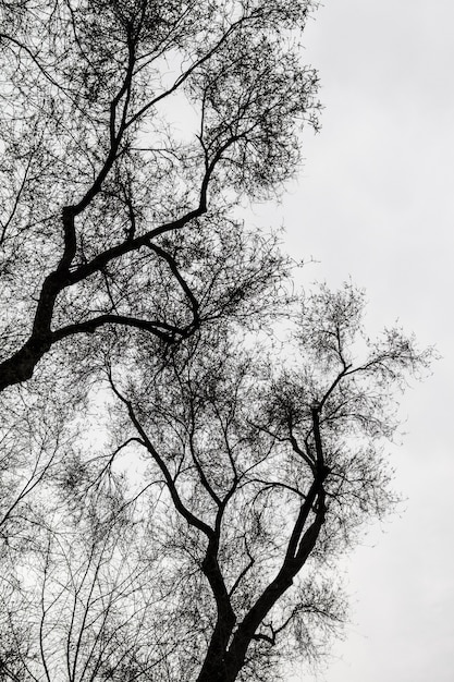 Silhuetas de árvores em preto e branco