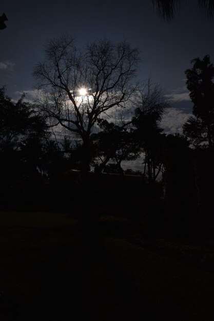 Foto silhuetas de árvores na floresta contra o céu à noite