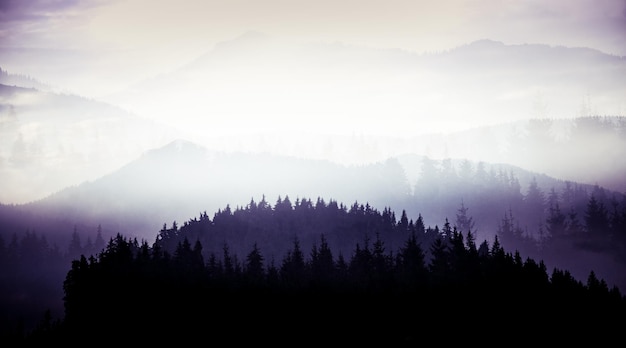 Silhuetas de árvores na floresta contra o céu durante o tempo nebuloso