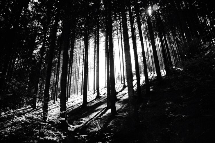 Foto silhuetas de árvores na floresta