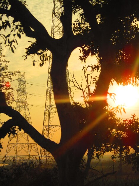 Foto silhuetas de árvores no campo ao pôr-do-sol