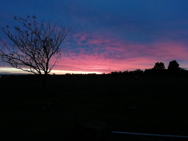 Silhuetas de árvores no campo contra o céu ao pôr do sol