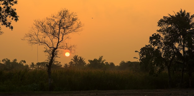 Foto silhuetas de árvores no campo contra o céu durante o pôr do sol