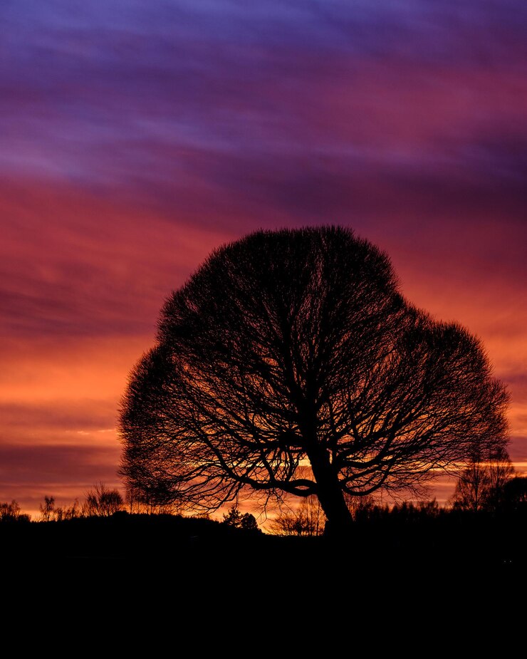 Foto silhuetas de árvores no campo contra o céu romântico ao pôr do sol