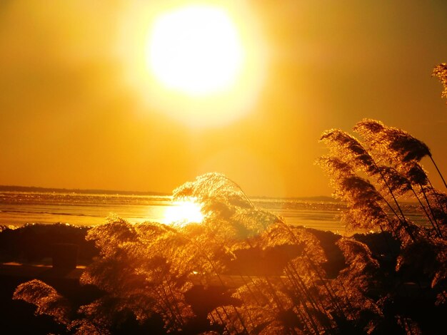 Foto silhuetas de árvores no mar contra o céu durante o pôr-do-sol