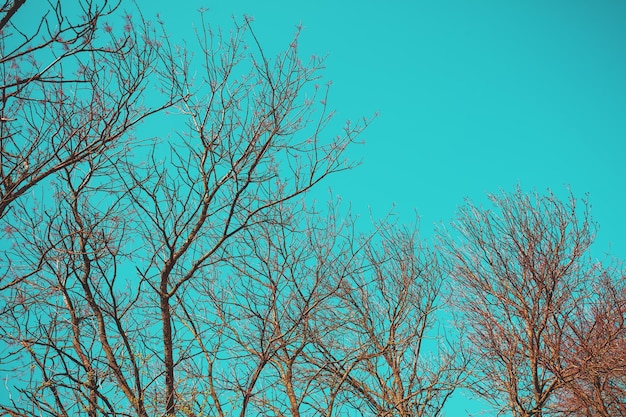 Silhuetas de árvores sem folhas contra um céu azul
