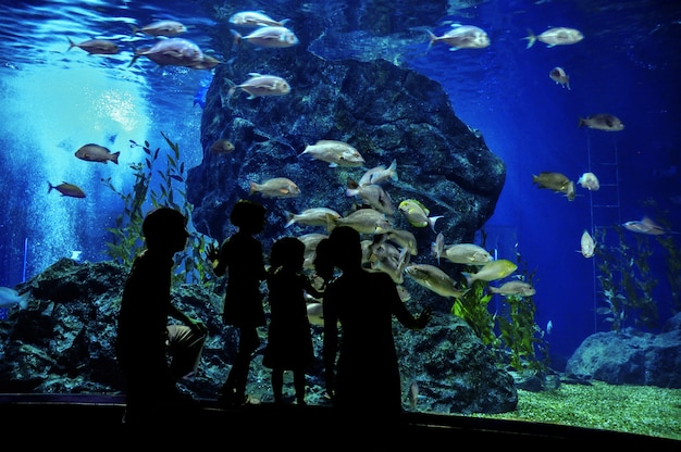 Silhuetas de família com dois filhos no oceanário, olhando para peixes no aquário