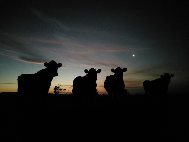 Foto silhuetas de gado jovem na última luz da noite