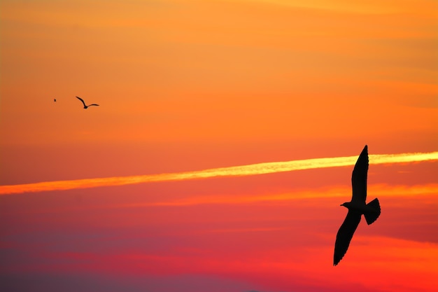 Silhuetas de gaivotas em um céu laranja ao pôr do sol