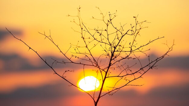 Silhuetas de galhos de arbustos secos no contexto do pôr do sol A natureza da botânica