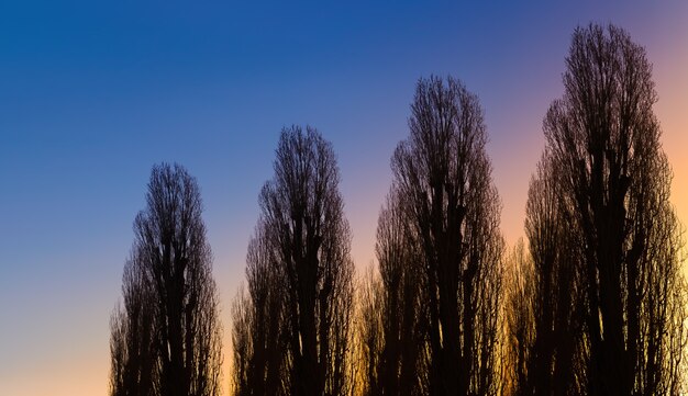 Silhuetas de galhos nus de árvores grandes contra o céu azul rosa laranja e amarelo do amanhecer