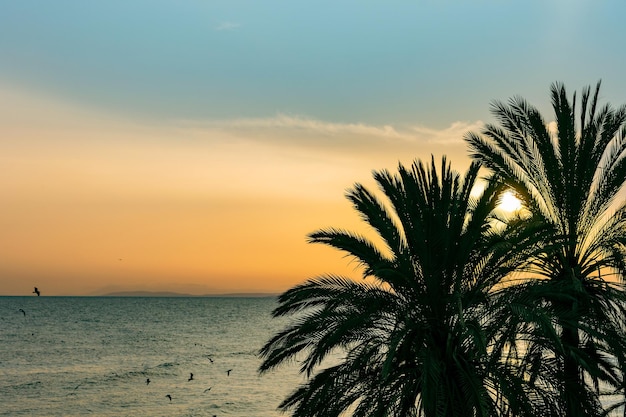 Silhuetas de palmeiras ao pôr do sol