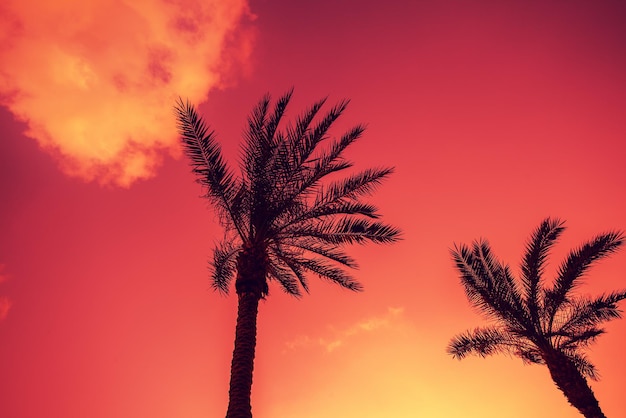 Silhuetas de palmeiras contra o céu na luz roxa do pôr do sol