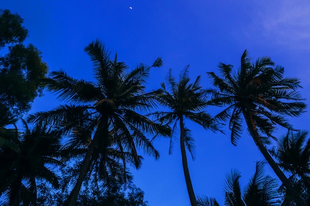 Silhuetas de palmeiras de noite azul