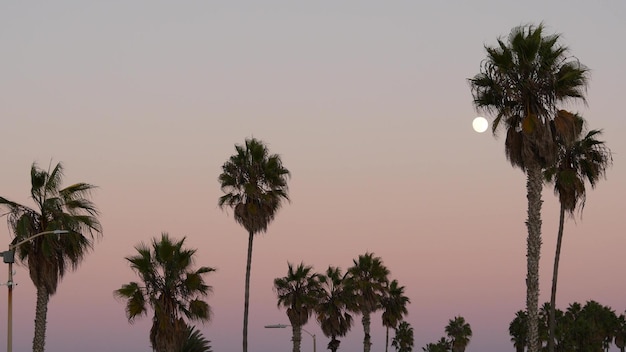 Silhuetas de palmeiras e lua cheia no crepúsculo rosa céu california beach eua