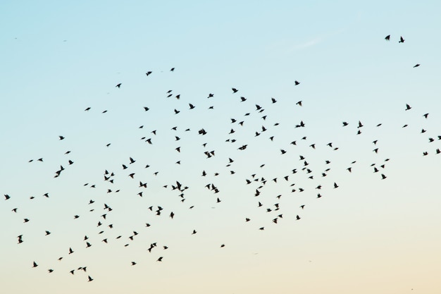 Silhuetas de pássaros no céu