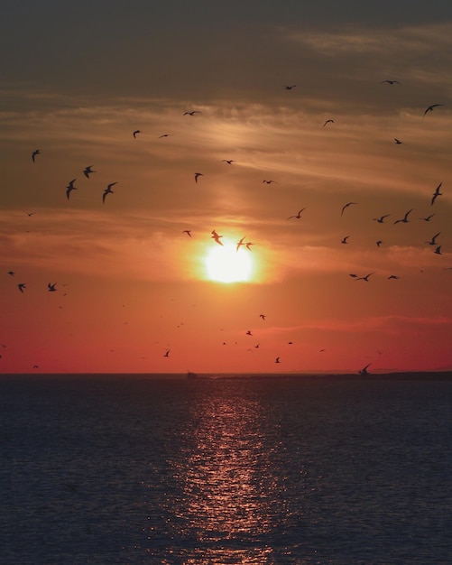 Foto silhuetas de pássaros voando sobre o mar contra o céu durante o pôr-do-sol