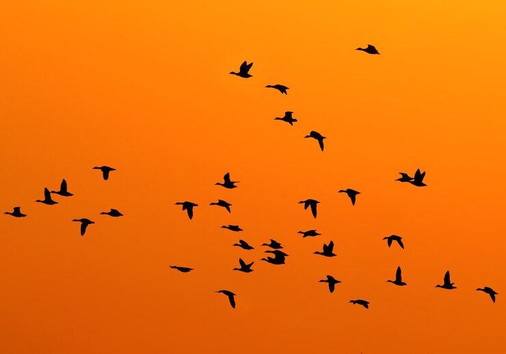 Silhuetas de patos voando no céu do pôr do sol