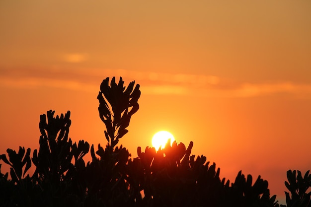 Foto silhuetas de plantas contra o céu durante o pôr-do-sol