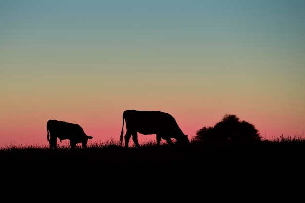 Silhuetas de vacas pastando La Pampa Patagônia Argentina