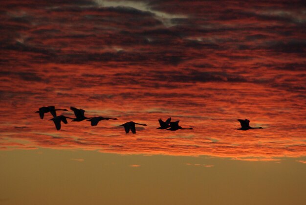 Foto silhuetas de pájaros contra el cielo durante la puesta de sol